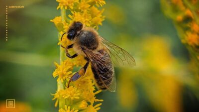 billede af bi, der suger næring på en blomst