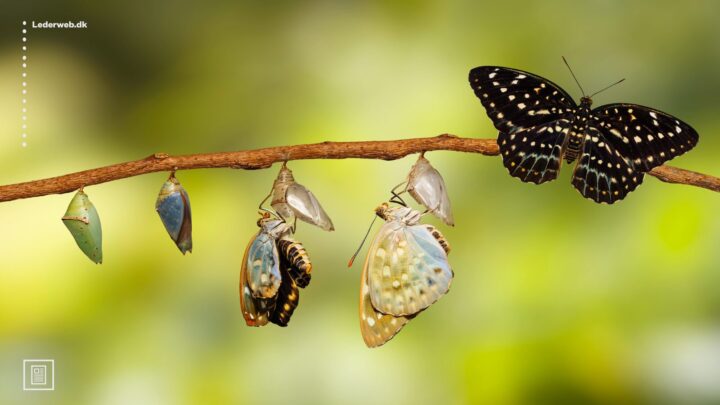 sommerfugle på gren